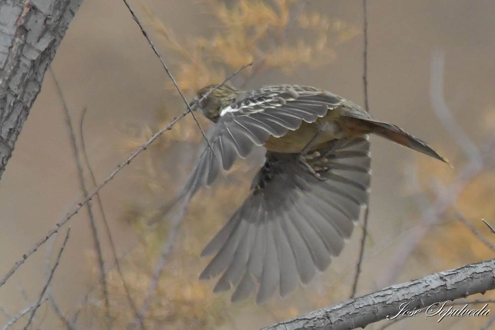 Rufous-tailed Plantcutter - ML637592255