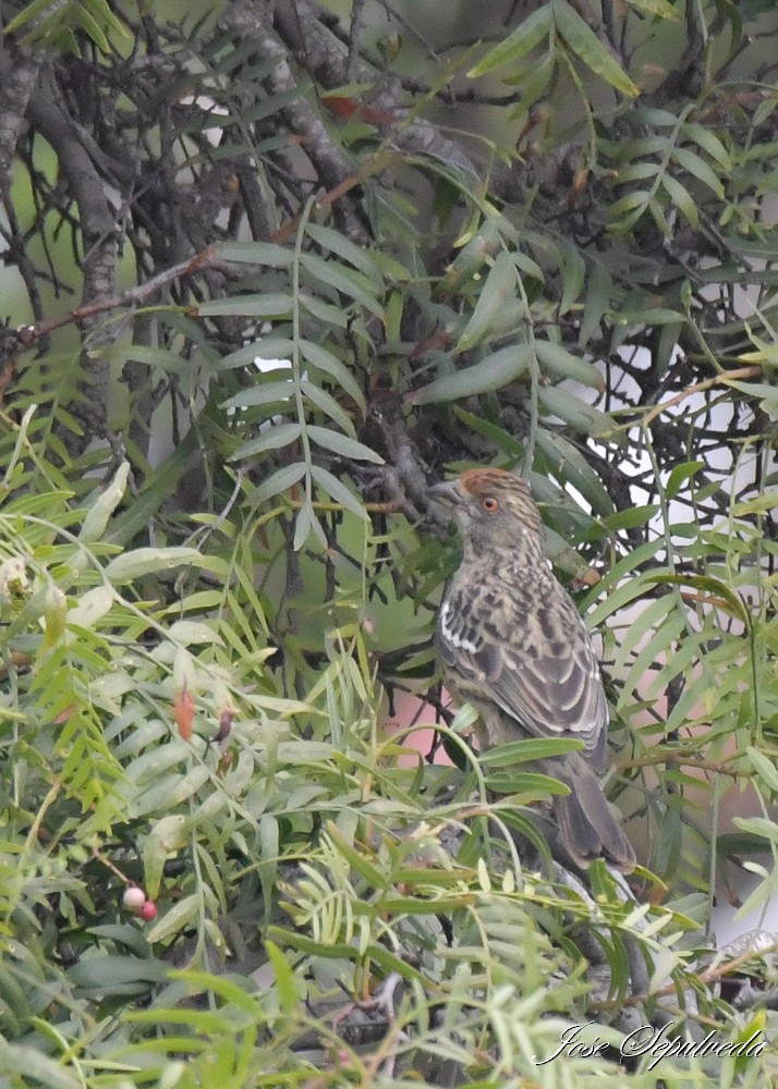 Rufous-tailed Plantcutter - ML637592257