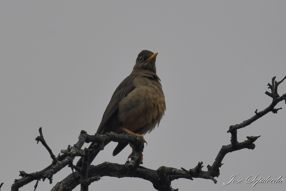 Austral Thrush - ML637592268