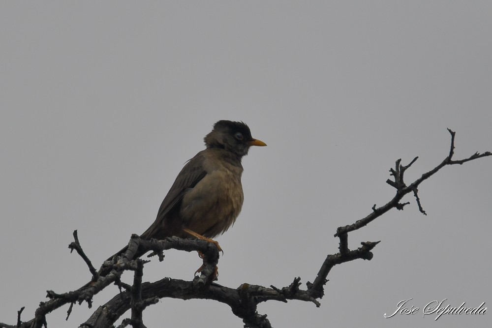 Austral Thrush - ML637592269