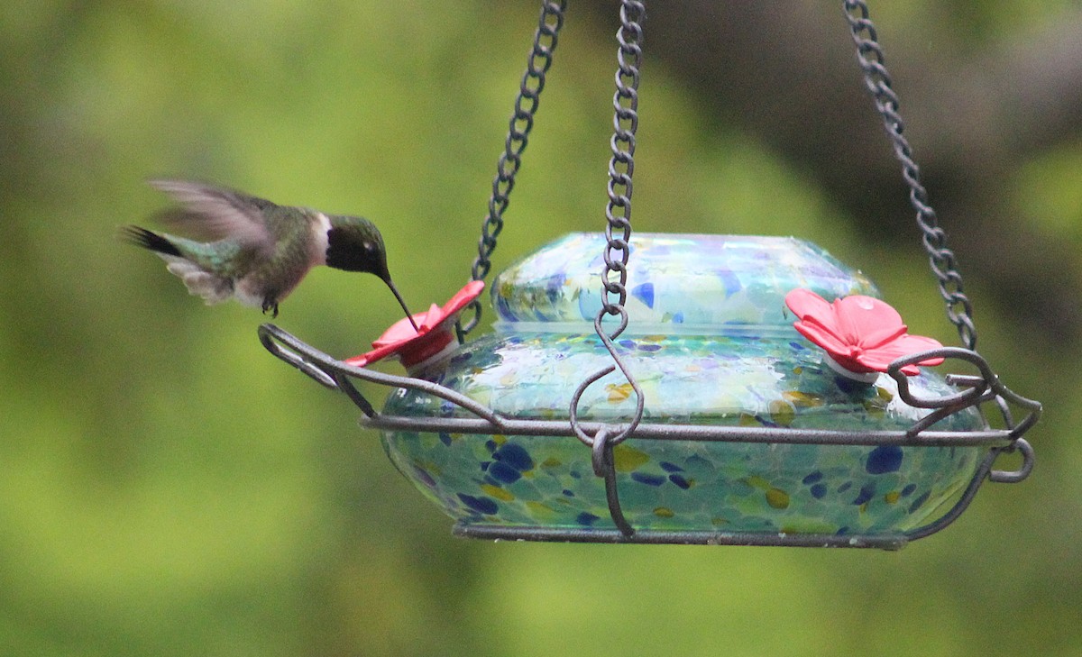 Ruby-throated Hummingbird - ML637592287