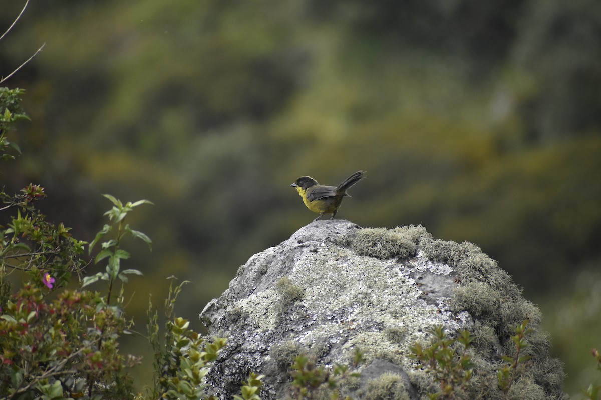 Pale-naped Brushfinch - ML637592288