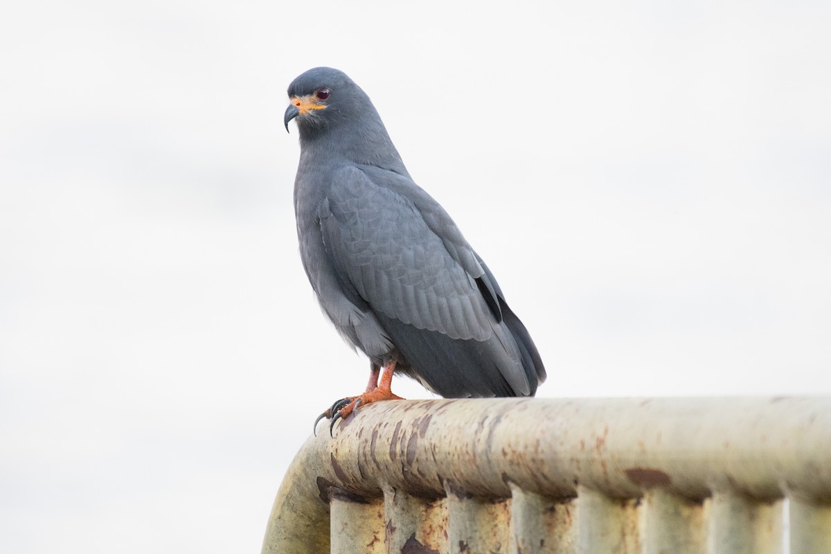 Snail Kite - ML637592299