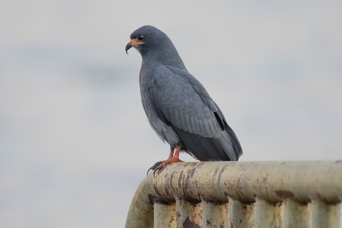 Snail Kite - ML637592301