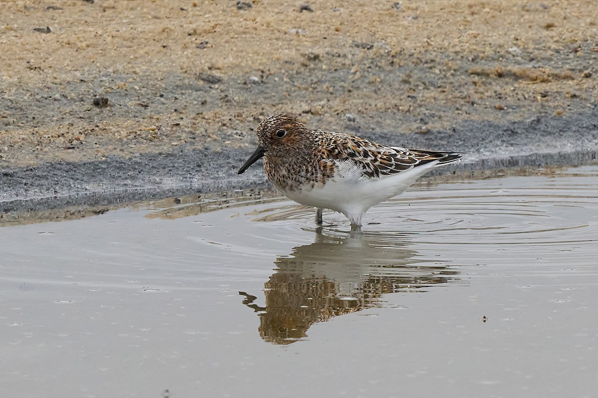 Dunlin - ML637592307