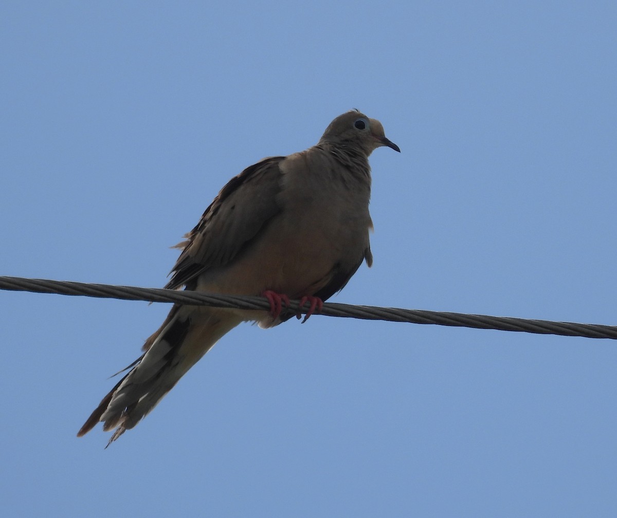 Mourning Dove - ML637592315