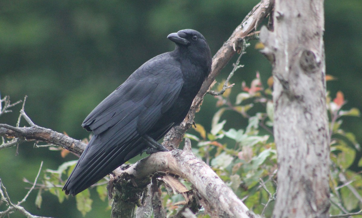 American Crow - ML637592328