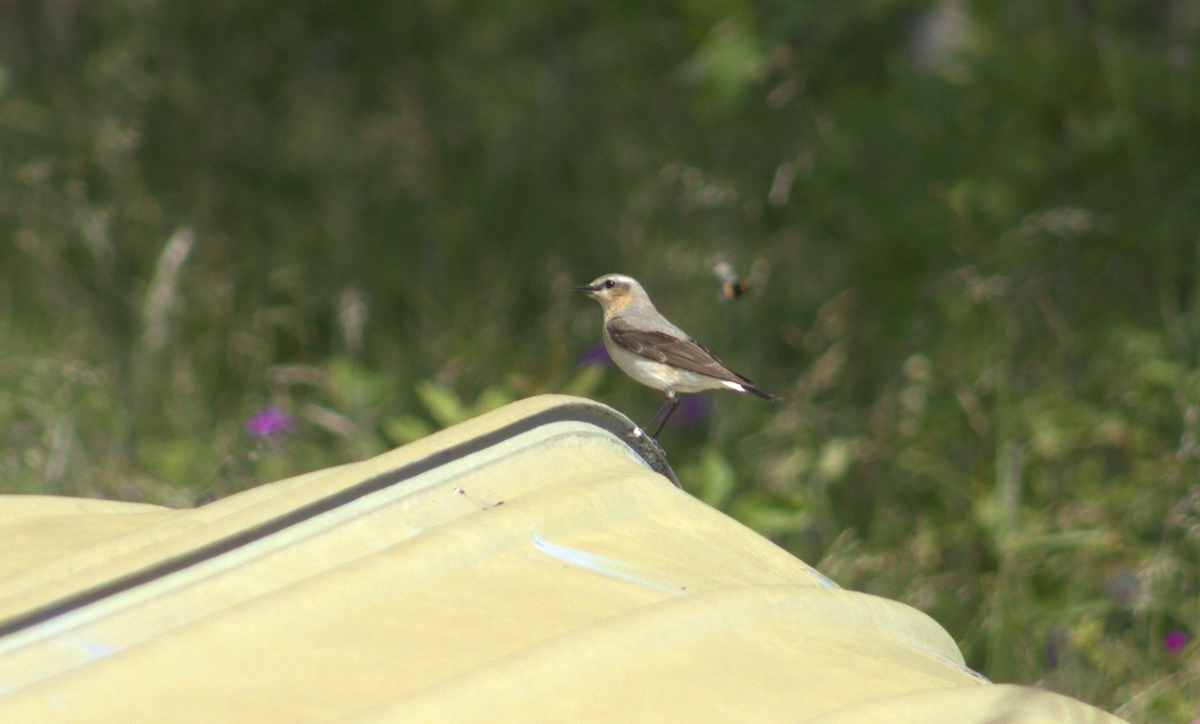 Northern Wheatear - ML637592333