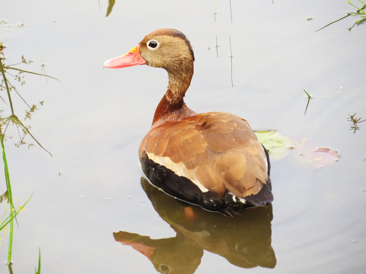 Black-bellied Whistling-Duck - ML637592337