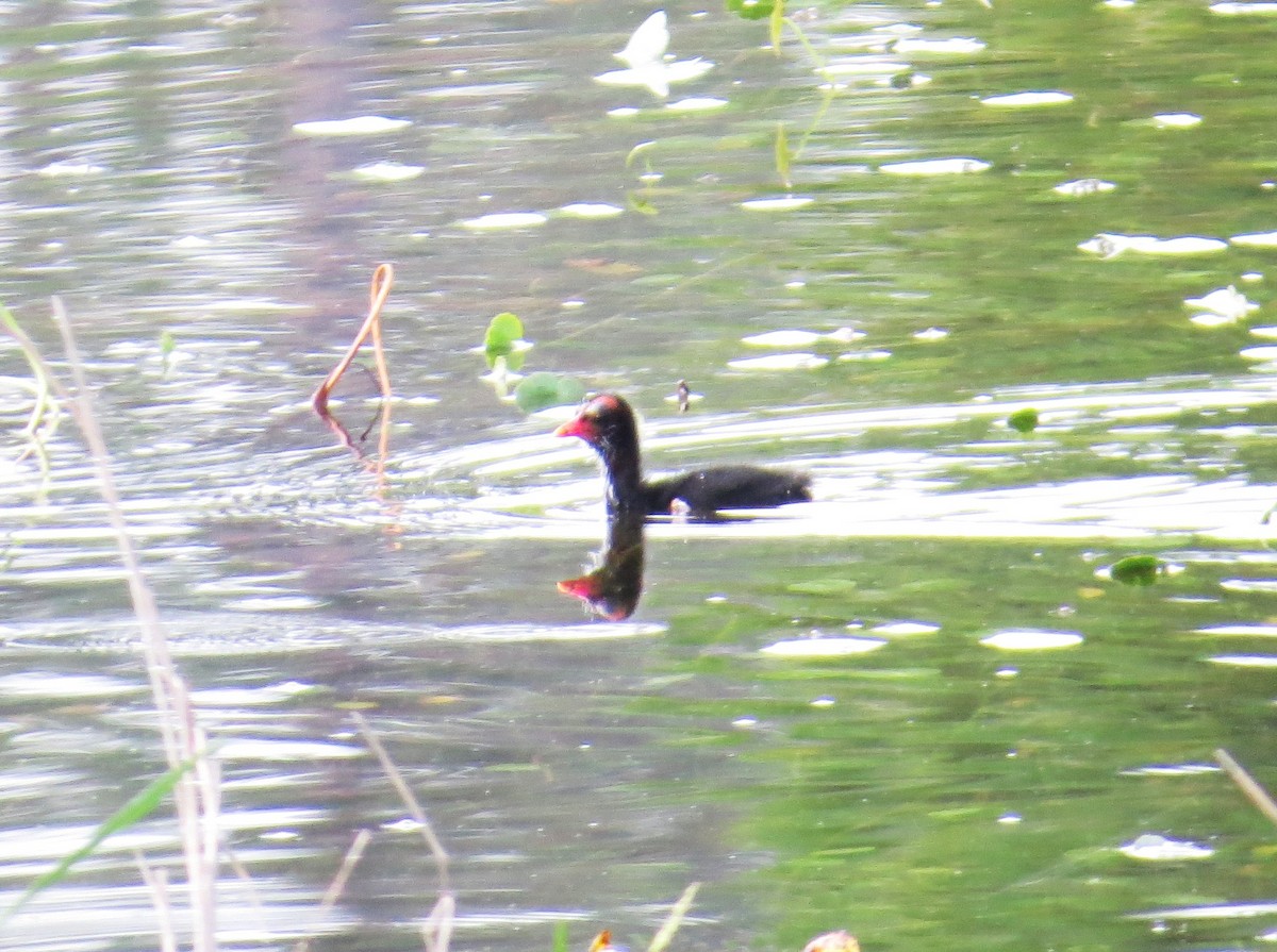 Common Gallinule - ML637592341