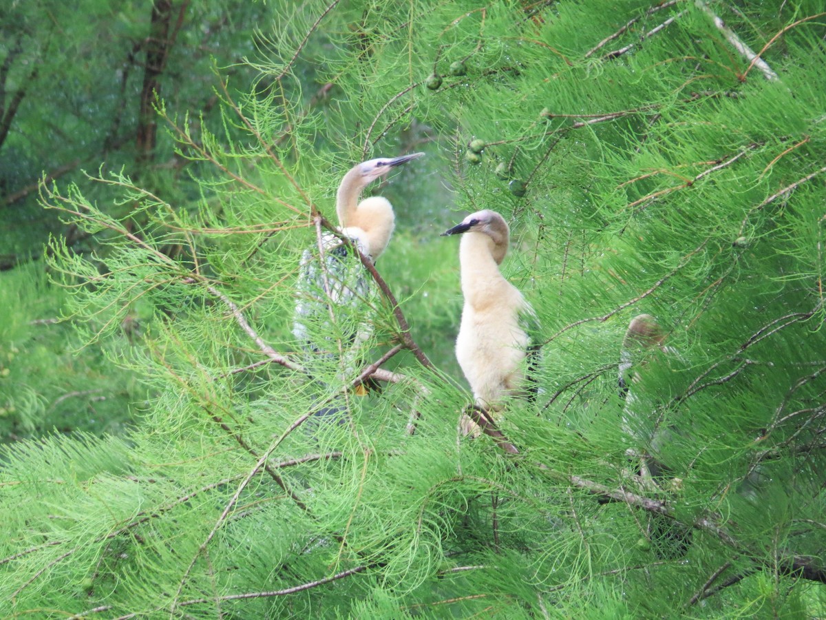 Anhinga - ML637592353