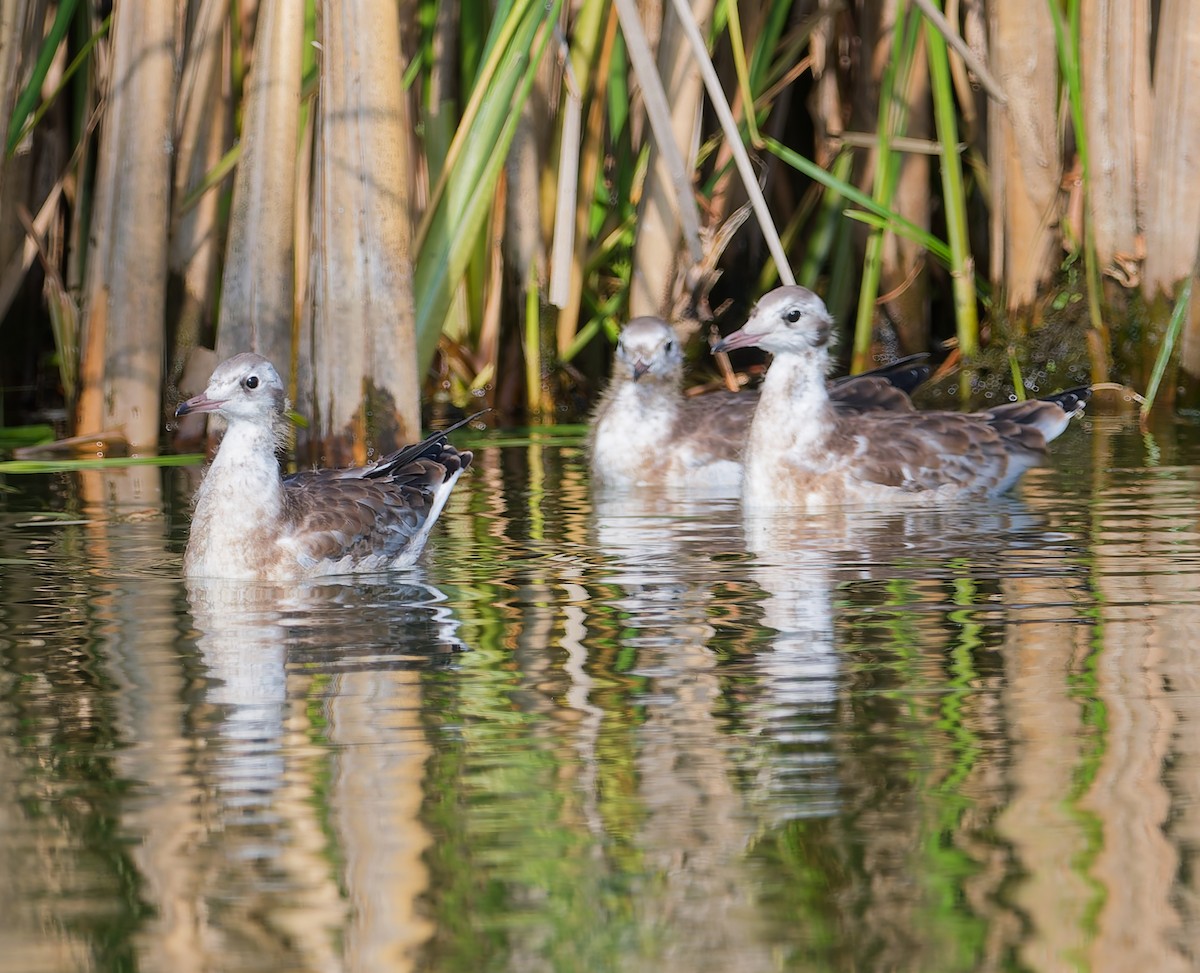 Black-headed Gull - ML637592361