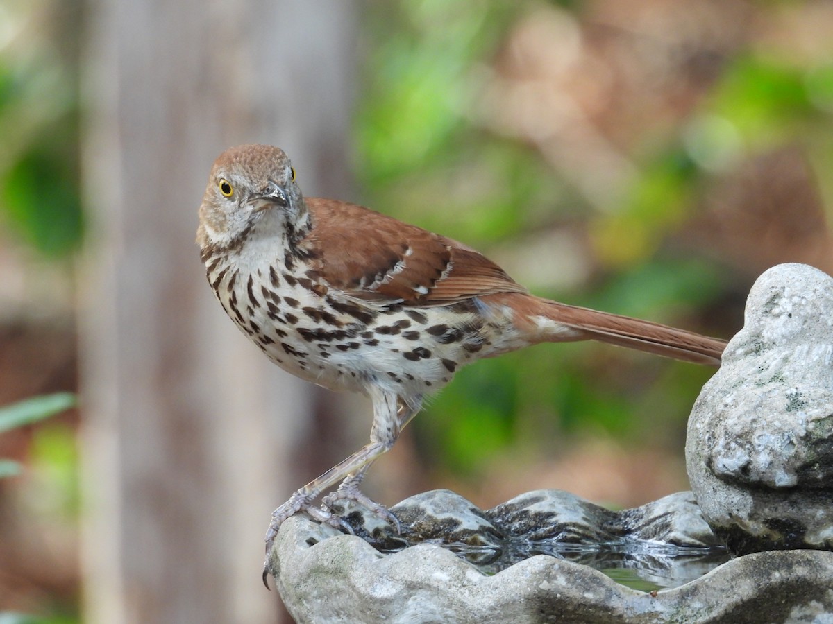 Brown Thrasher - ML637592376