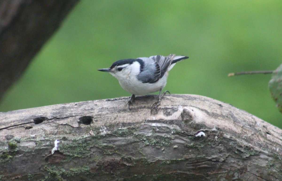 White-breasted Nuthatch - ML637592385