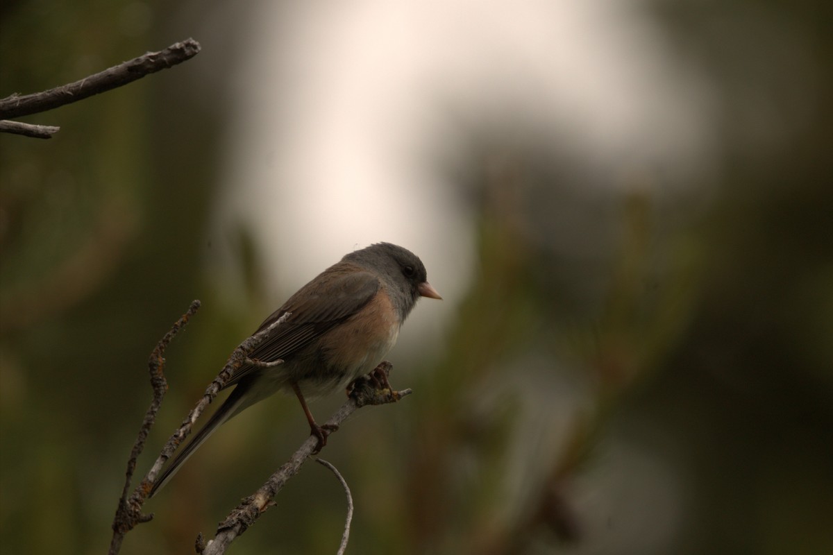 Dark-eyed Junco - ML637592386