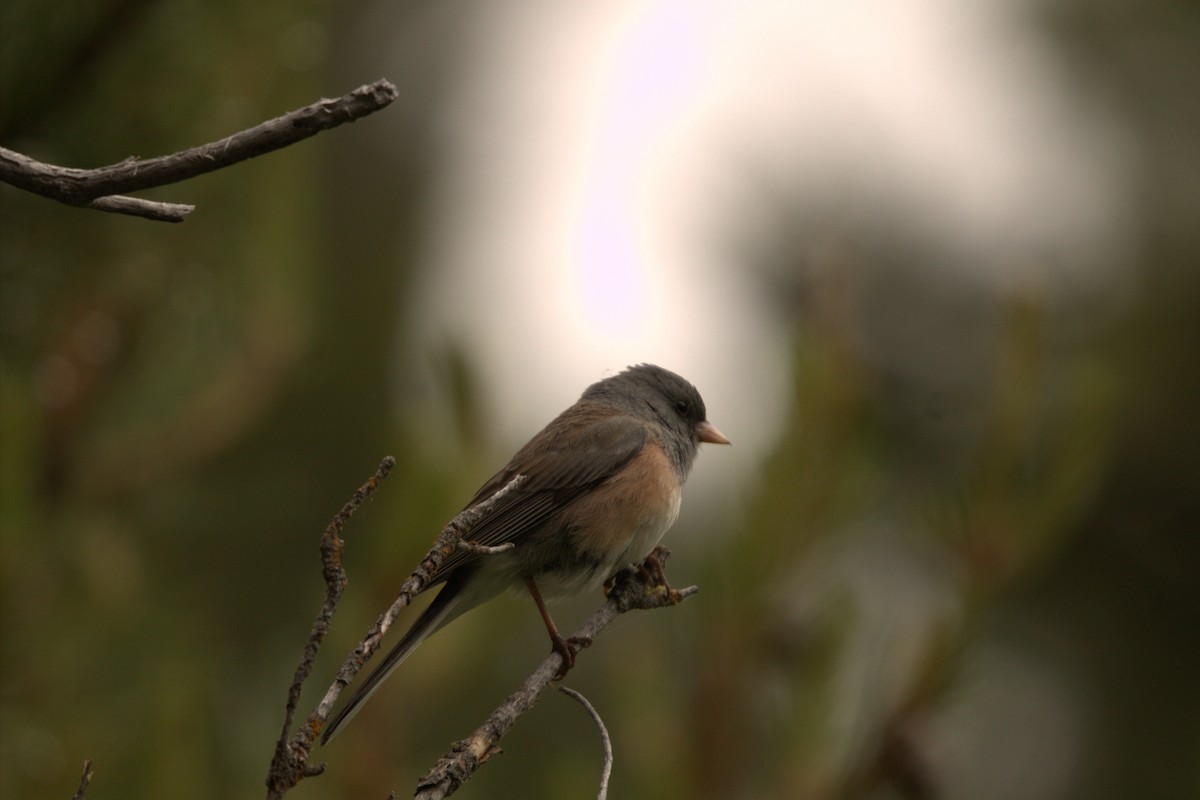Dark-eyed Junco - ML637592387