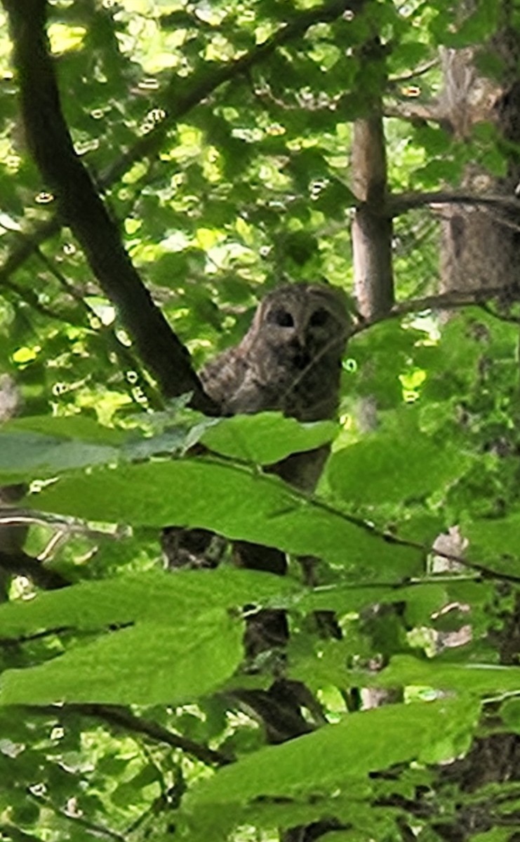 Barred Owl - ML637592406