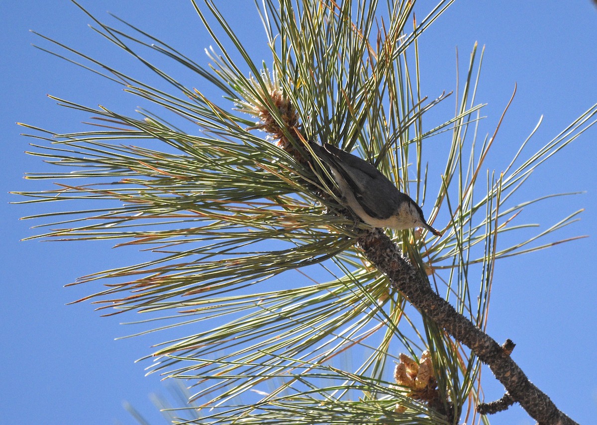 White-breasted Nuthatch - ML637592409