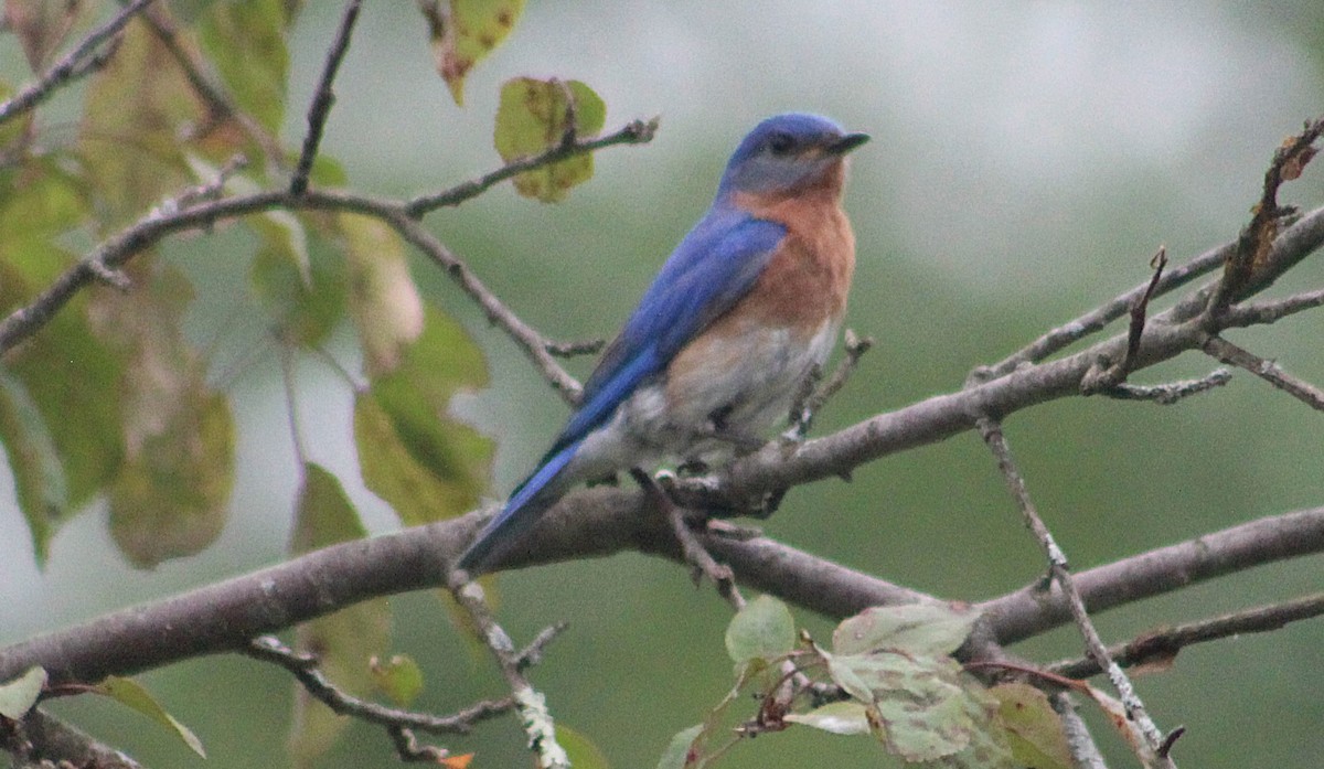 Eastern Bluebird - ML637592411