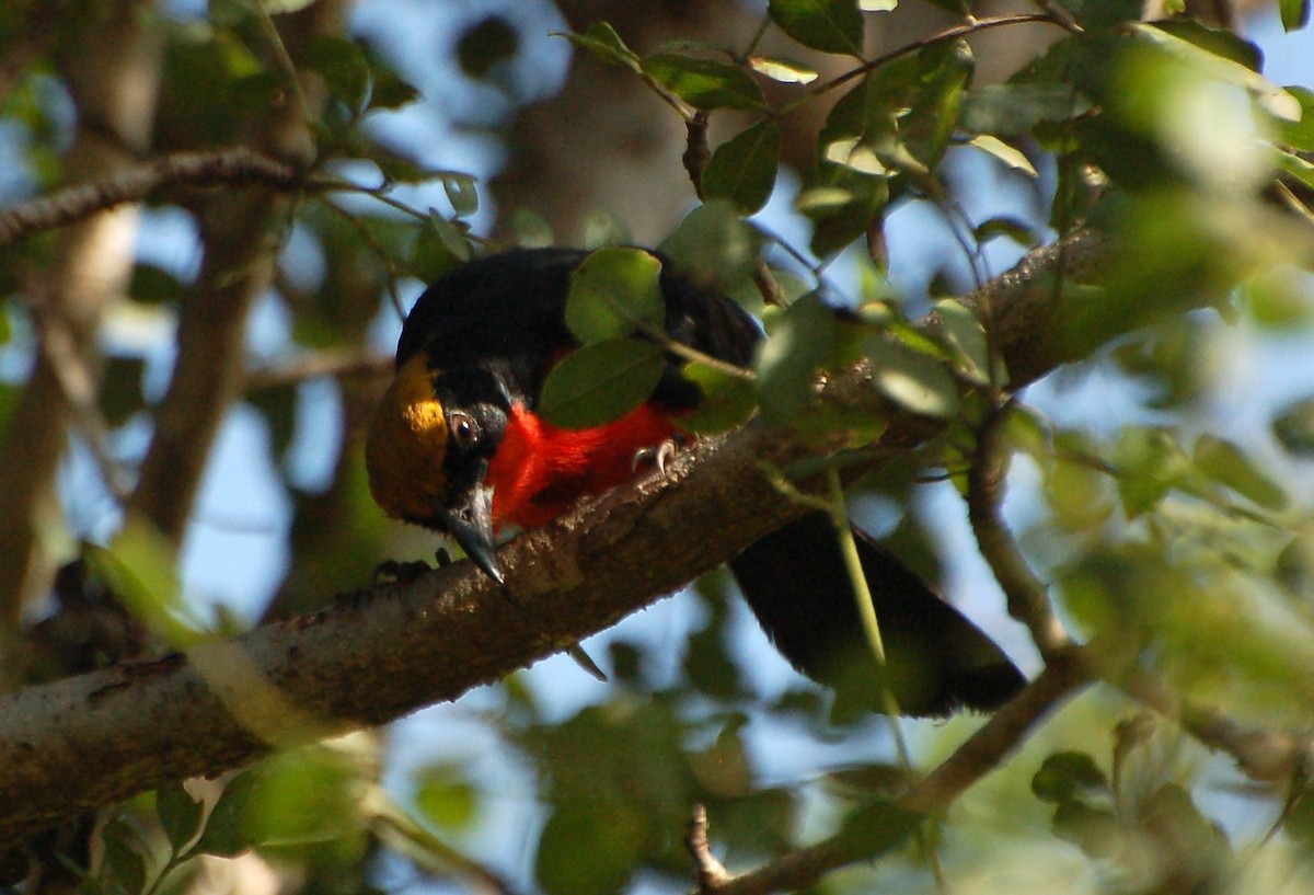 Yellow-crowned Gonolek - ML637592448