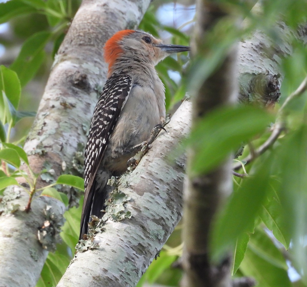Red-bellied Woodpecker - ML637592450