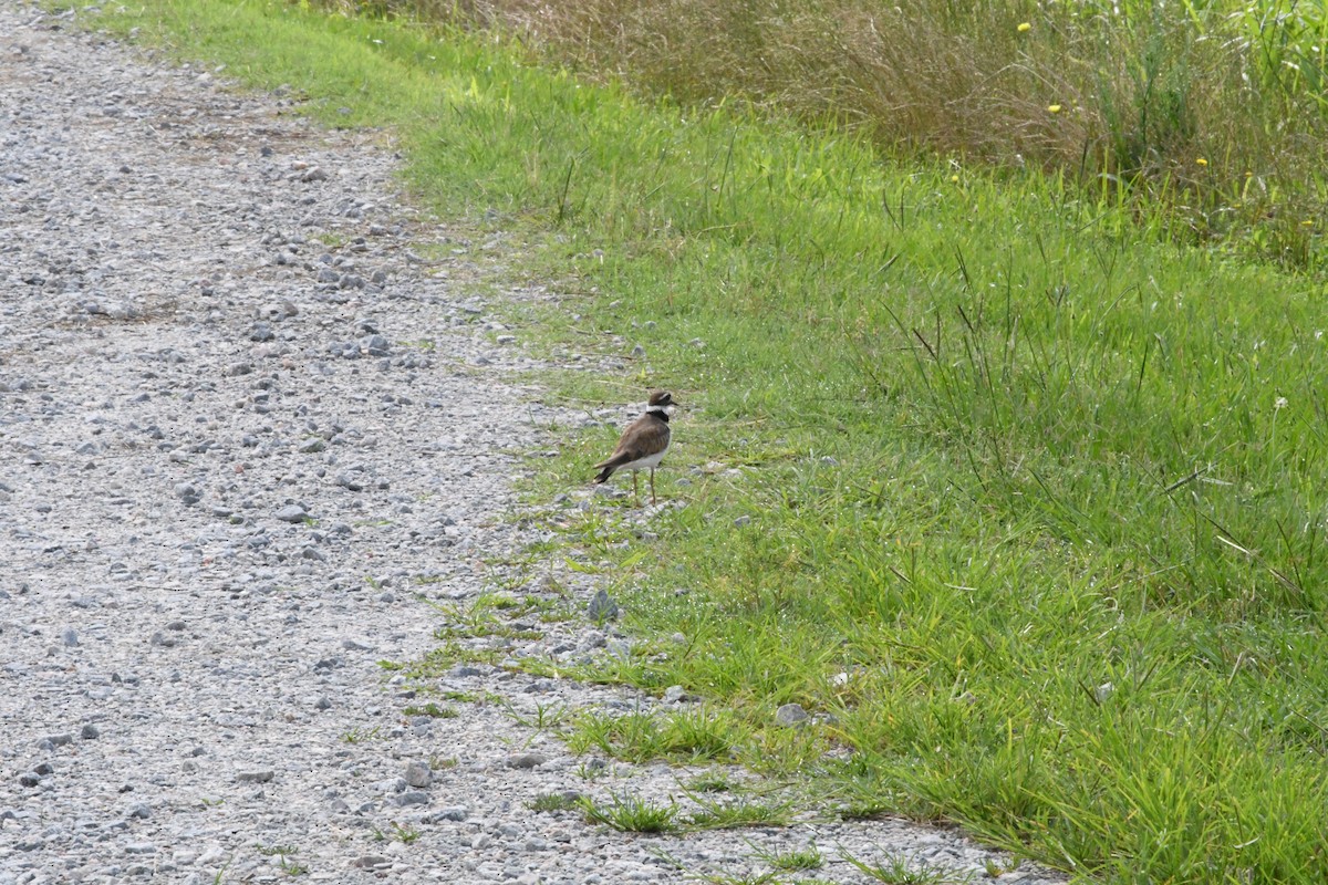 Killdeer - ML637592453