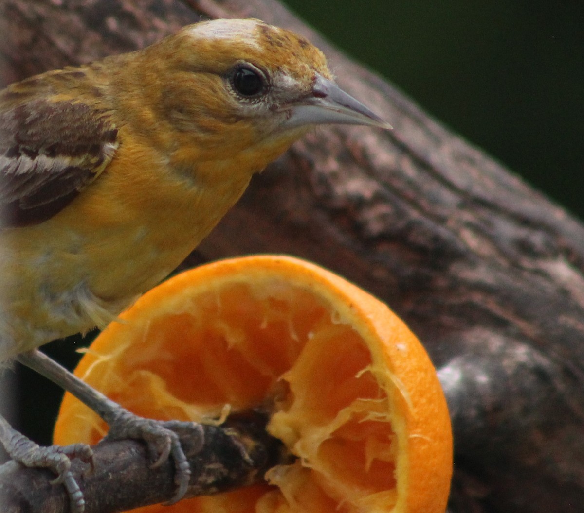 Baltimore Oriole - ML637592469