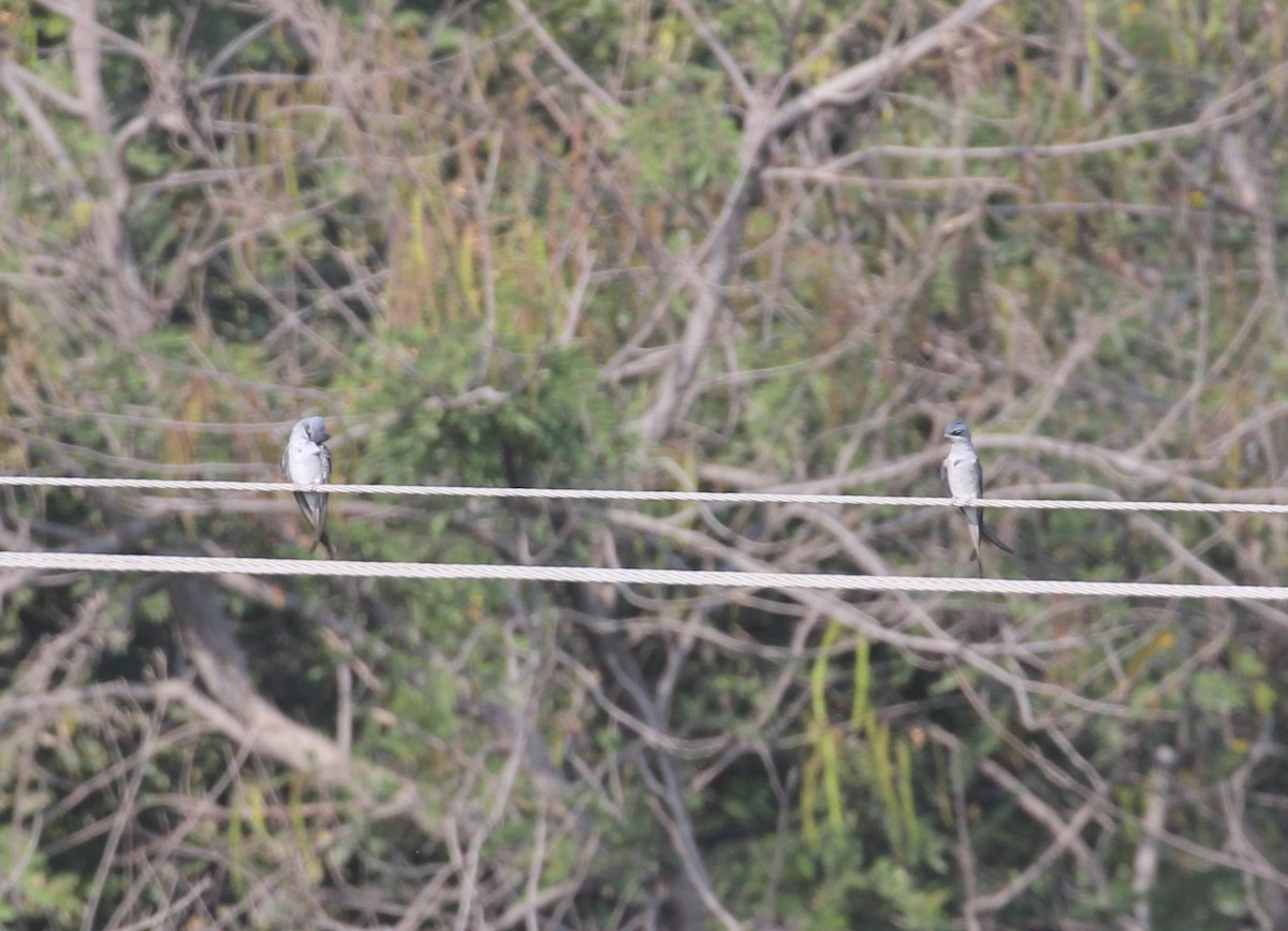 Crested Treeswift - ML637592470