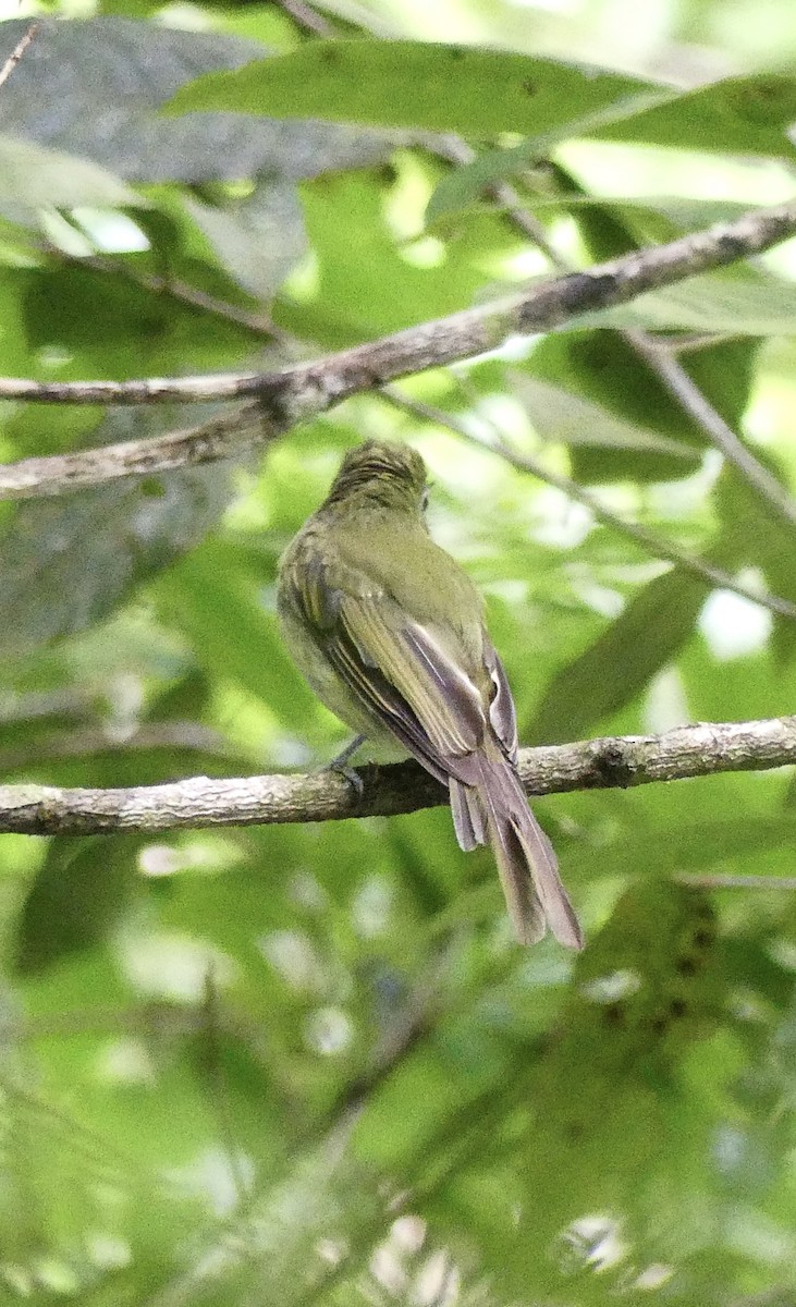 Eye-ringed Flatbill - ML637592479