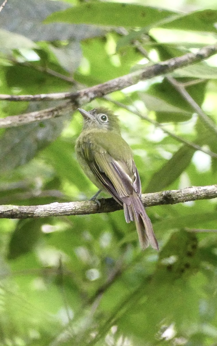 Eye-ringed Flatbill - ML637592480