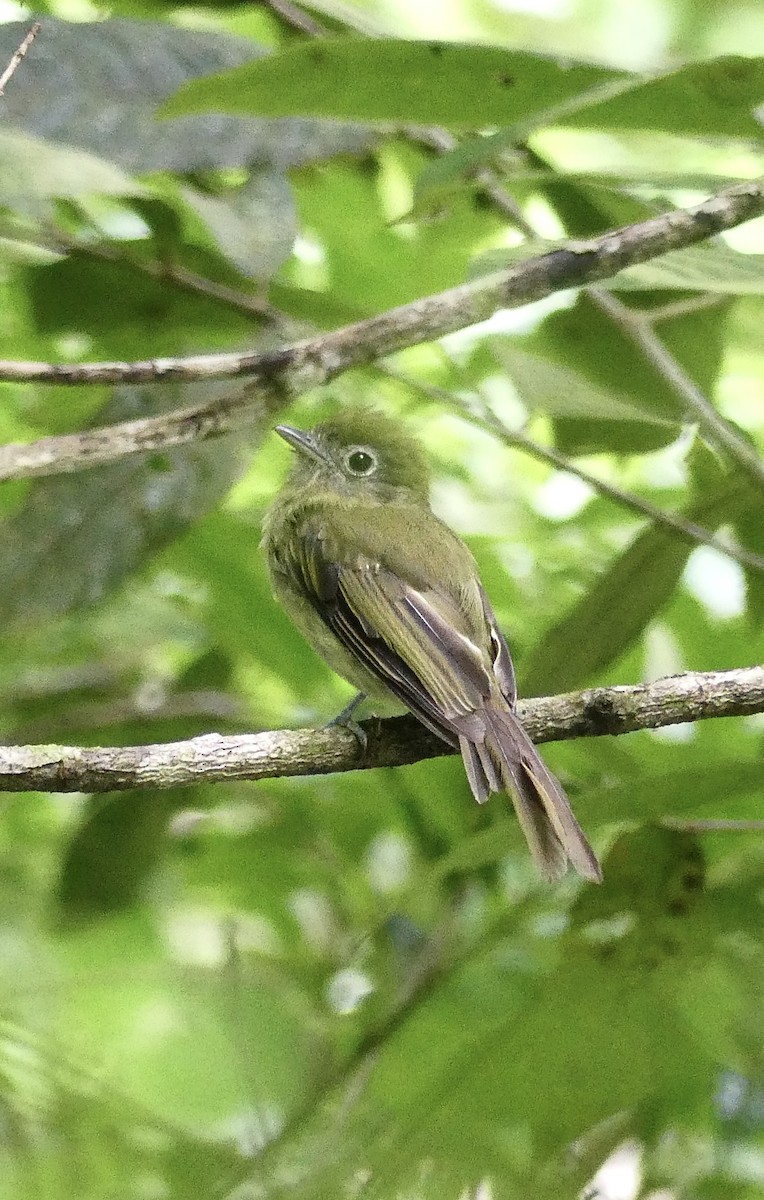 Eye-ringed Flatbill - ML637592481