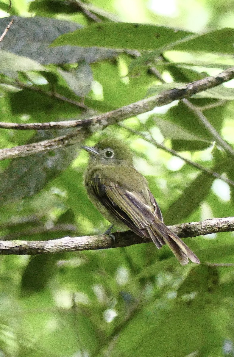 Eye-ringed Flatbill - ML637592482