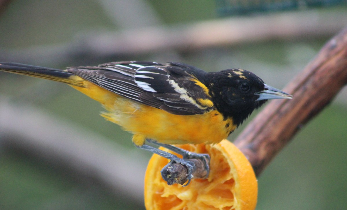 Baltimore Oriole - ML637592495