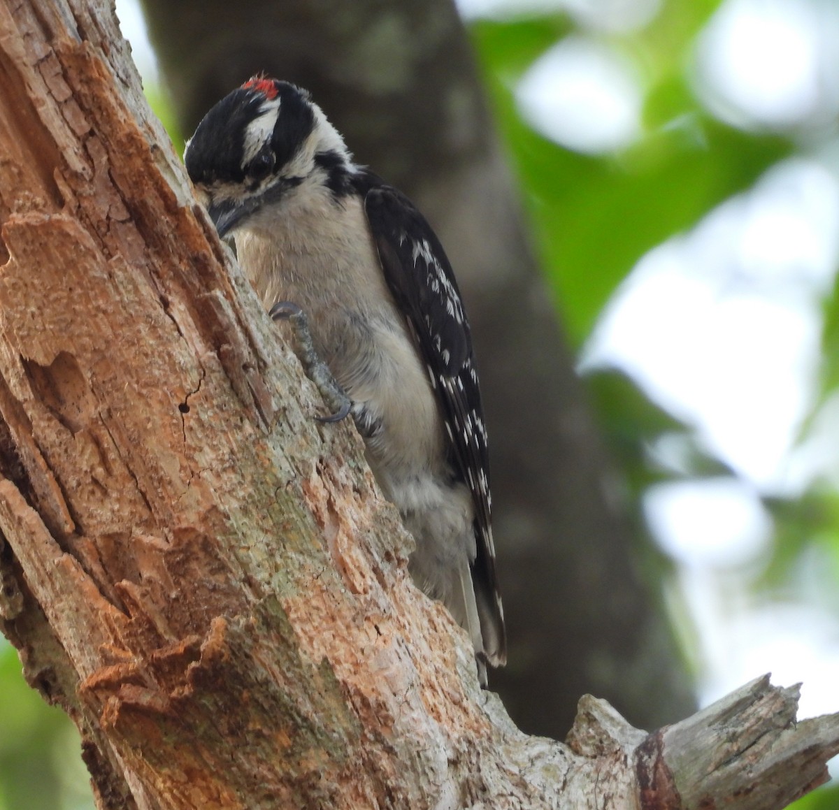 Downy Woodpecker - ML637592496