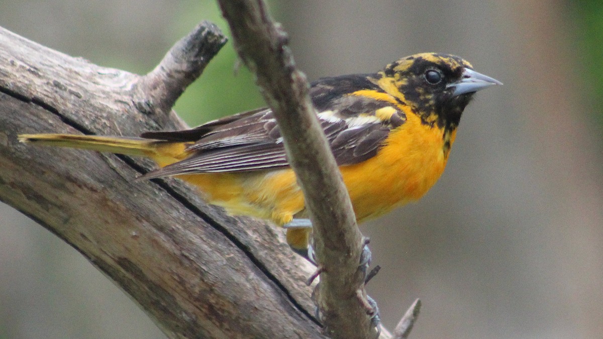 Baltimore Oriole - ML637592531