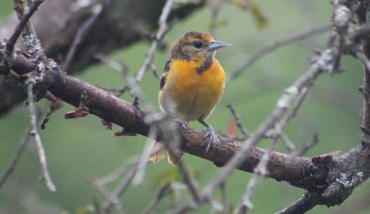 Baltimore Oriole - ML637592563