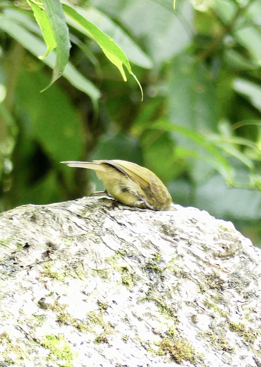 Olive-streaked Flycatcher - ML637592576