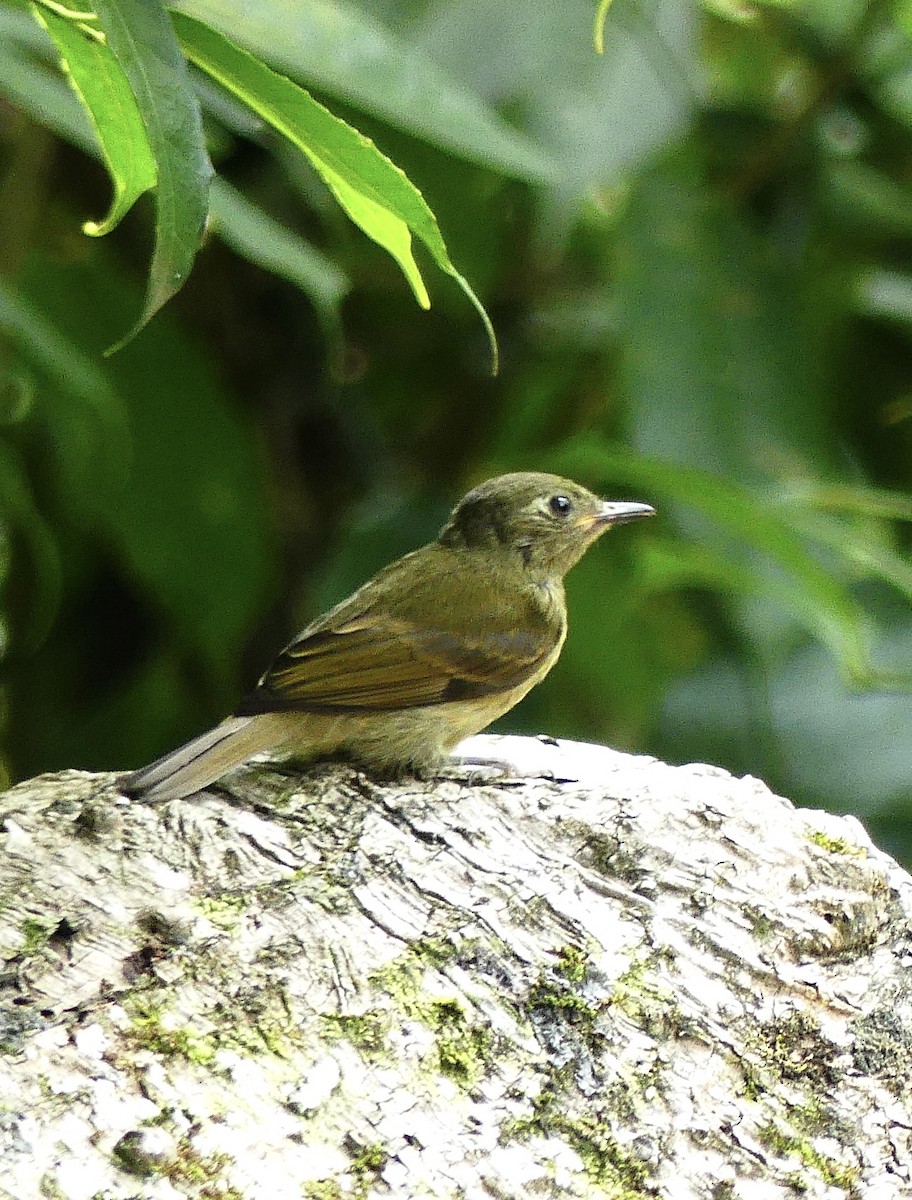 Olive-streaked Flycatcher - ML637592577