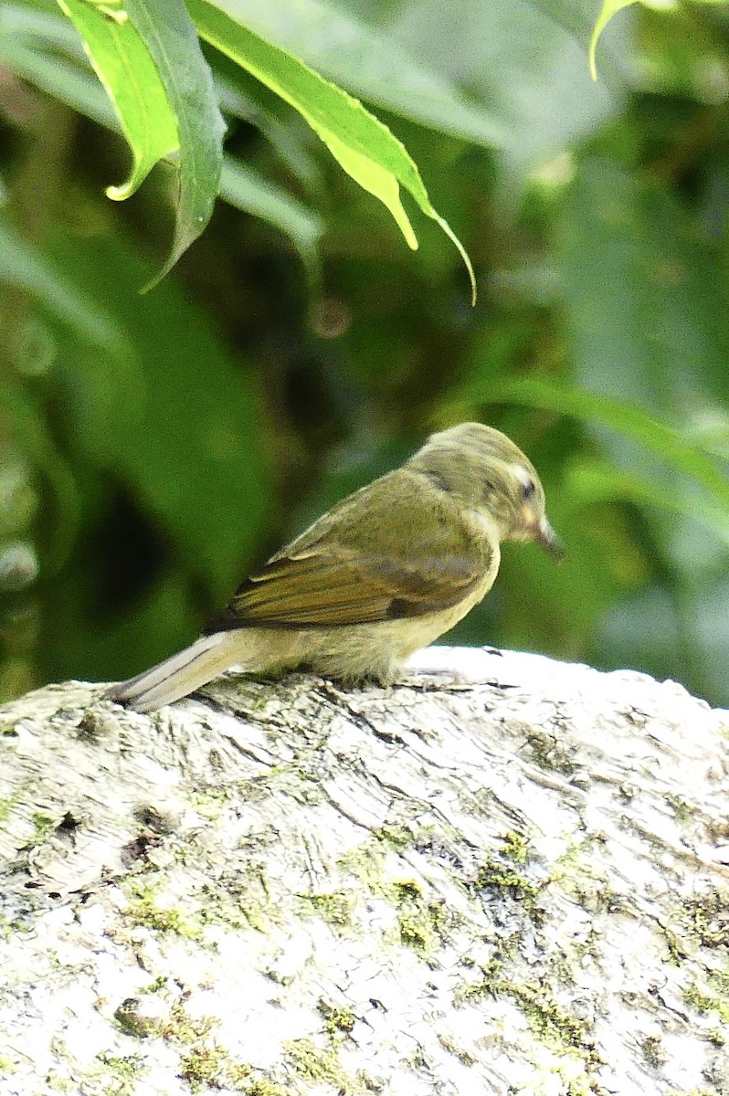 Olive-streaked Flycatcher - ML637592578