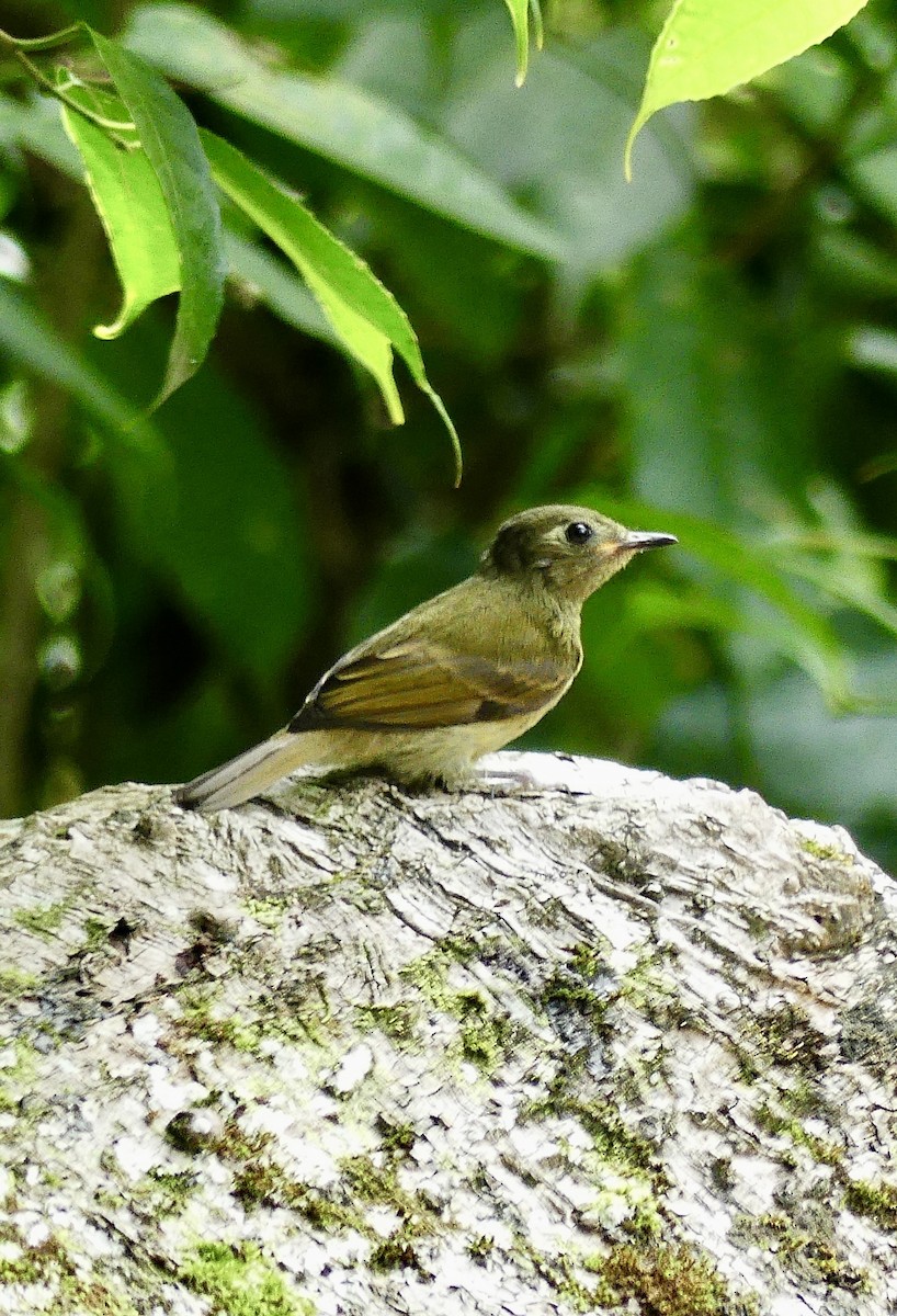 Olive-streaked Flycatcher - ML637592580