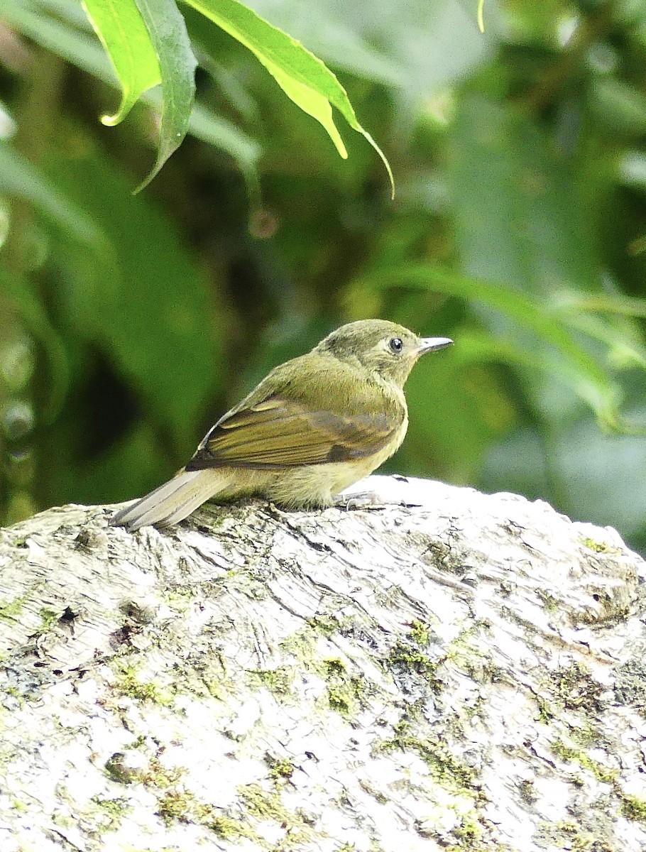 Olive-streaked Flycatcher - ML637592581