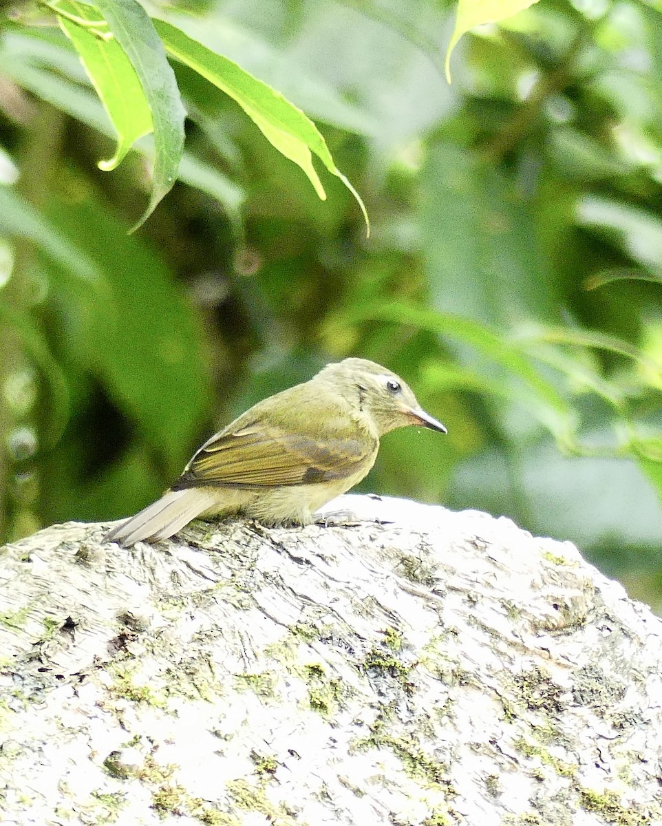 Olive-streaked Flycatcher - ML637592582