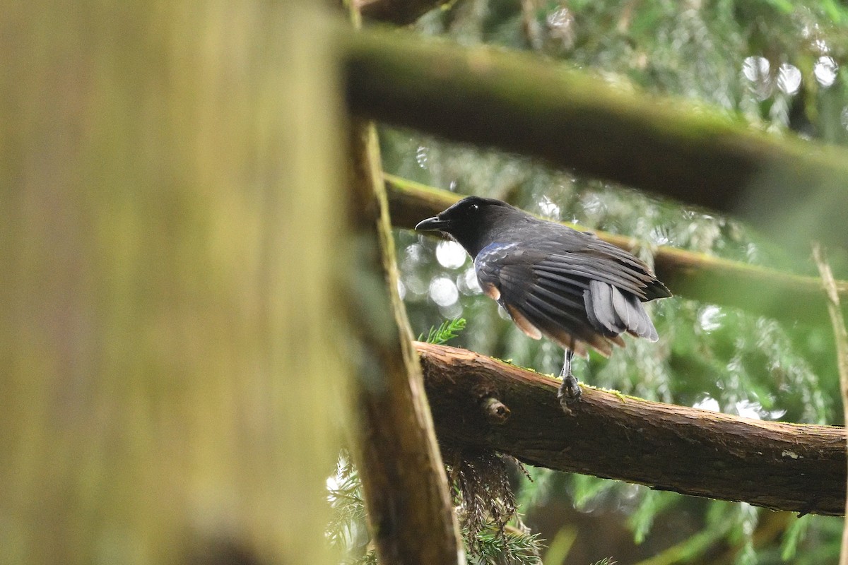 Taiwan Whistling-Thrush - ML637592591