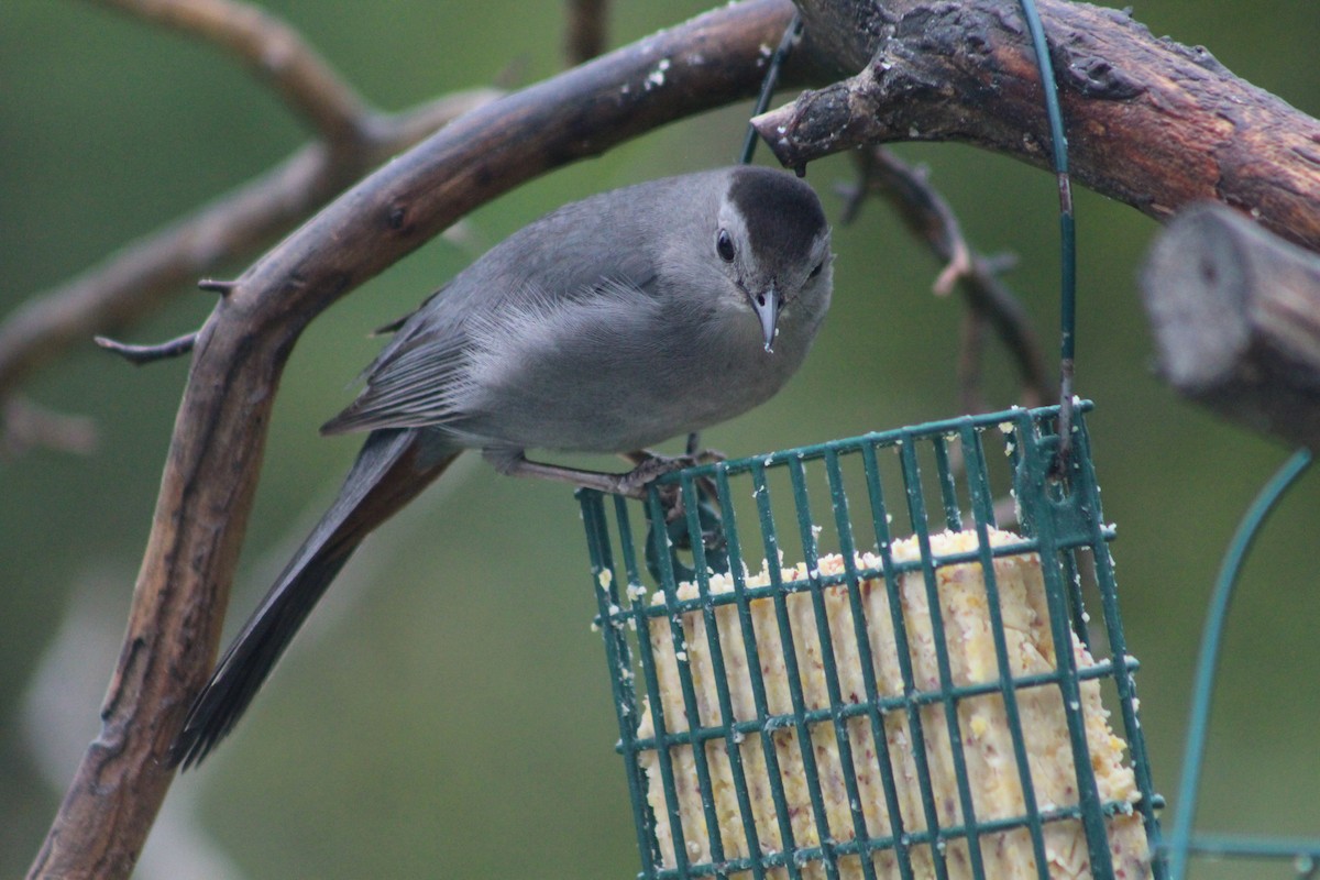 Gray Catbird - ML637592599