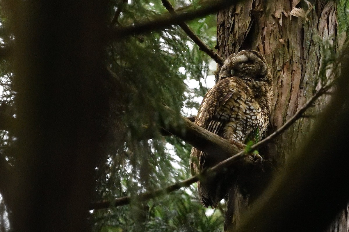 Himalayan Owl - ML637592623
