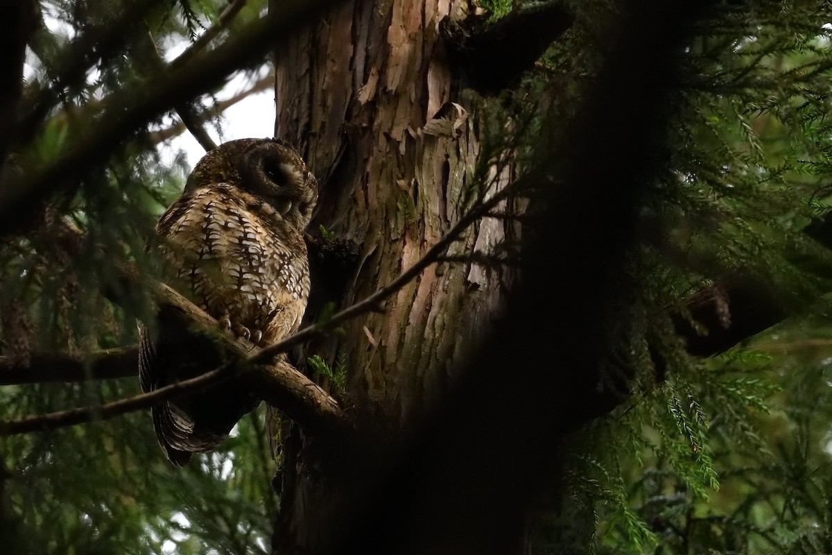 Himalayan Owl - ML637592624