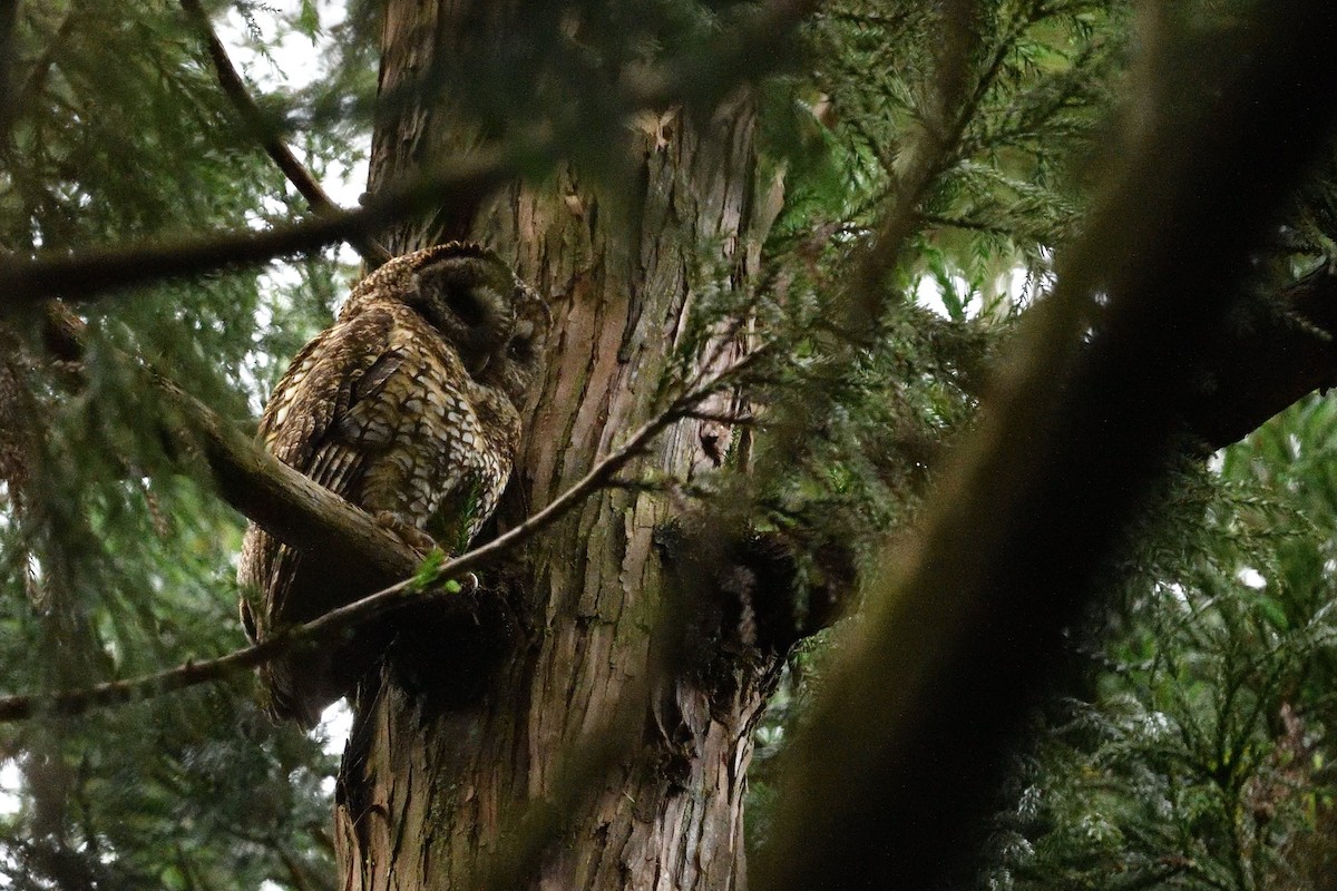 Himalayan Owl - ML637592625