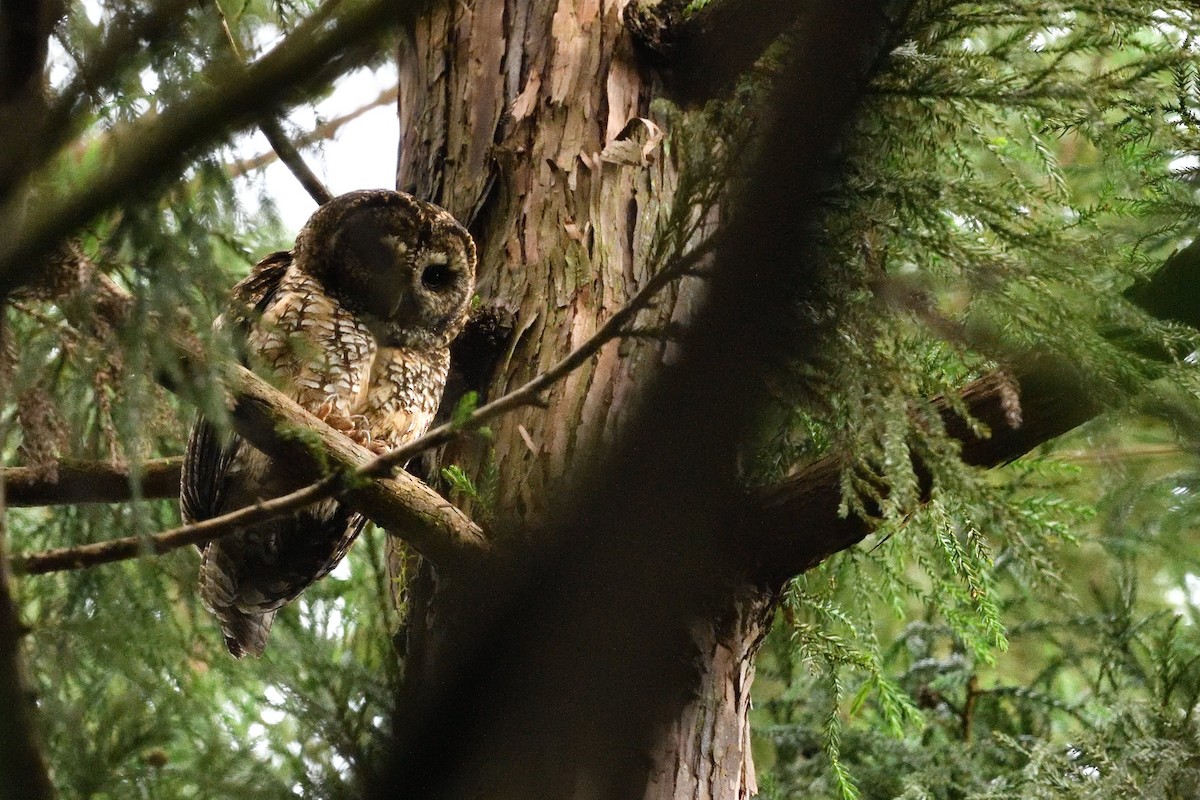 Himalayan Owl - ML637592626