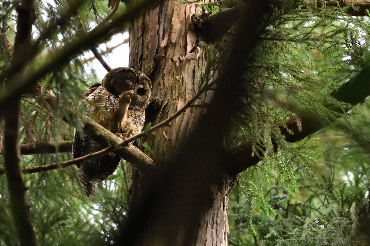 Himalayan Owl - ML637592627