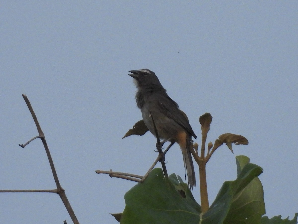 Cinnamon-bellied Saltator - ML637592645